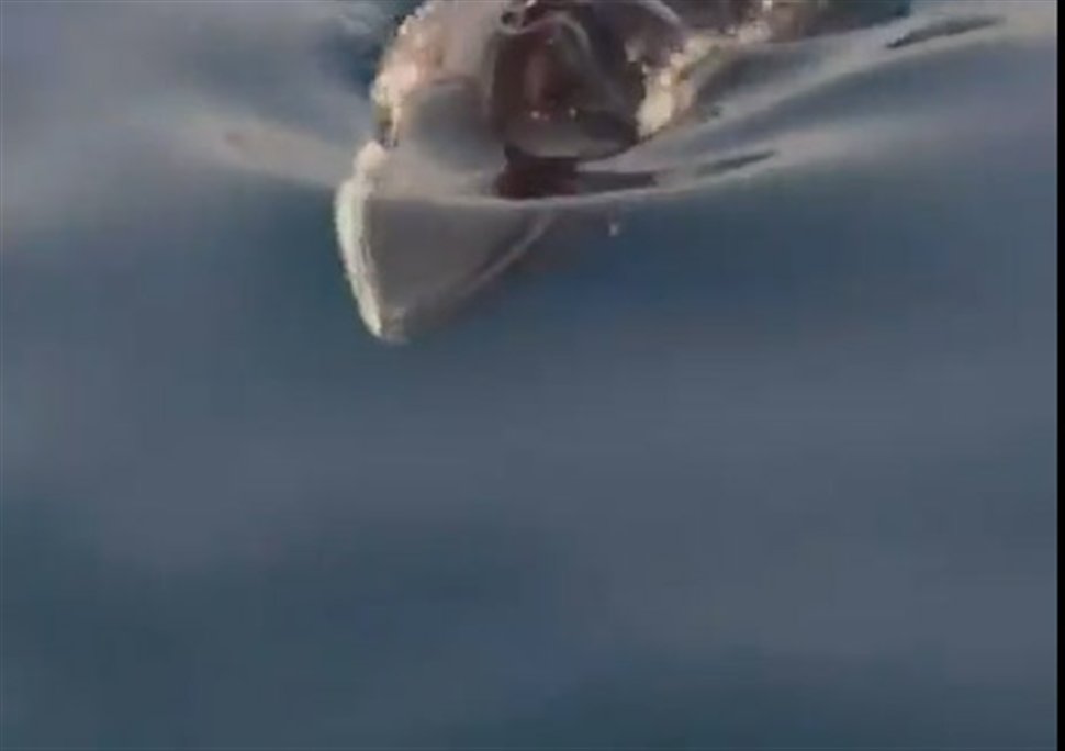 Πτεροφάλαινα ξεβράστηκε στις ακτές της Κυπαρισσίας [βίντεο] - e-Nautilia.gr | Το Ελληνικό Portal για την Ναυτιλία. Τελευταία νέα, άρθρα, Οπτικοακουστικό Υλικό