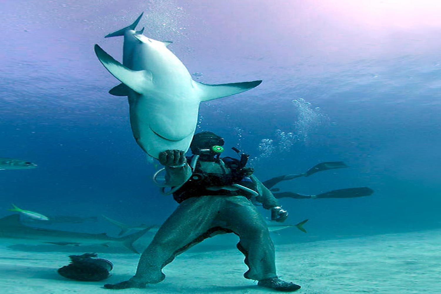 Οι καρχαρίες ”εμπνέουν” τη ναυπηγική - e-Nautilia.gr | Το Ελληνικό Portal για την Ναυτιλία. Τελευταία νέα, άρθρα, Οπτικοακουστικό Υλικό