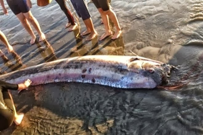 Aνησυχία στους επιστήμονες προκαλούν τα γιγάντια ψάρια στην Καλιφόρνια - e-Nautilia.gr | Το Ελληνικό Portal για την Ναυτιλία. Τελευταία νέα, άρθρα, Οπτικοακουστικό Υλικό