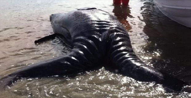 «Σπάνιες» σιαμαίες φάλαινες βρέθηκαν στο Μεξικό [video+pics] - e-Nautilia.gr | Το Ελληνικό Portal για την Ναυτιλία. Τελευταία νέα, άρθρα, Οπτικοακουστικό Υλικό