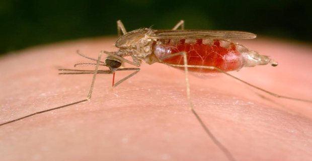 Ελονοσία σε πλήρωμα τάνκερ - e-Nautilia.gr | Το Ελληνικό Portal για την Ναυτιλία. Τελευταία νέα, άρθρα, Οπτικοακουστικό Υλικό