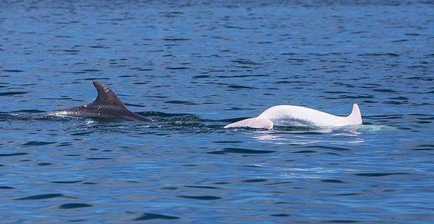 Ένα πανέμορφο και σπάνιο δελφίνι εντοπίστηκε κοντά στην Ιταλία [pics] - e-Nautilia.gr | Το Ελληνικό Portal για την Ναυτιλία. Τελευταία νέα, άρθρα, Οπτικοακουστικό Υλικό