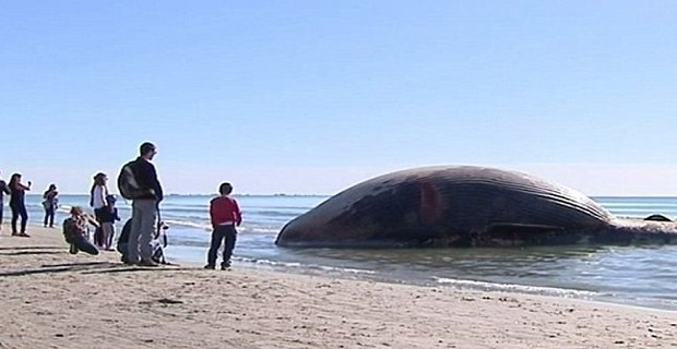 Έκλεισαν παραλία και δρόμοι υπό το φόβο έκρηξης φάλαινας![vid+pics] - e-Nautilia.gr | Το Ελληνικό Portal για την Ναυτιλία. Τελευταία νέα, άρθρα, Οπτικοακουστικό Υλικό
