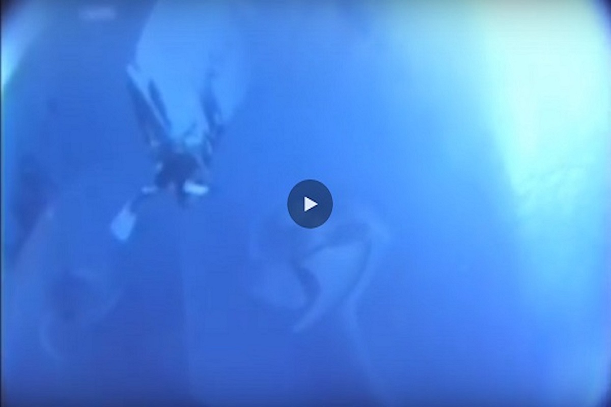 Συγκλονιστικό βίντεο: Δύτες παραλίγο να σκοτωθούν από προπέλα κρουαζιερόπλοιου! - e-Nautilia.gr | Το Ελληνικό Portal για την Ναυτιλία. Τελευταία νέα, άρθρα, Οπτικοακουστικό Υλικό