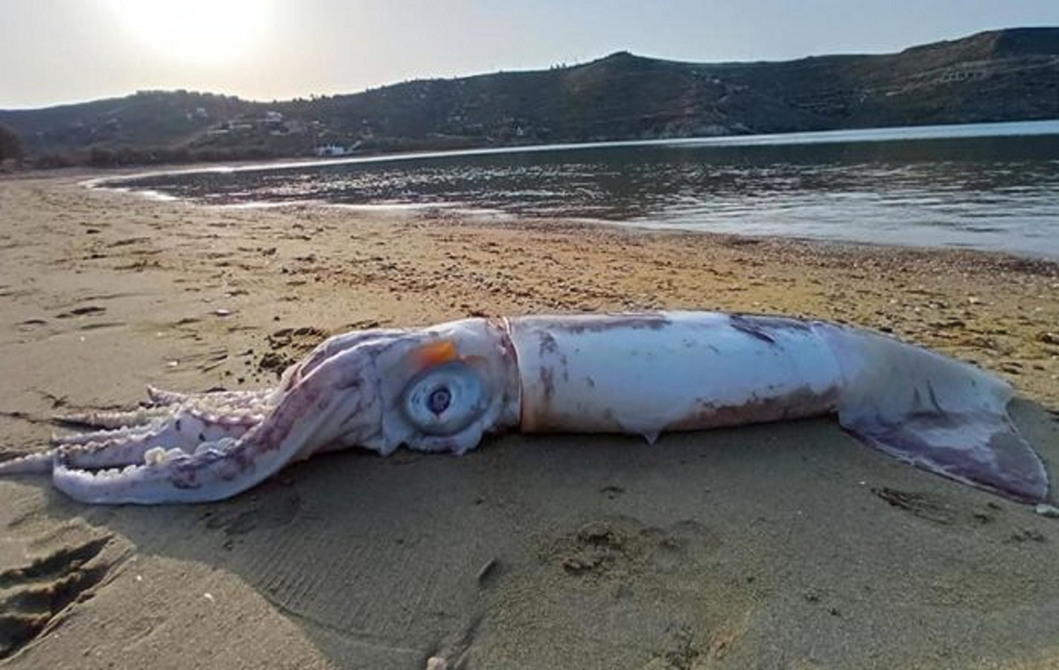 Θράψαλο «γίγας» ξέβρασε η θάλασσα στην παραλία Οτζιάς της Κέας - e-Nautilia.gr | Το Ελληνικό Portal για την Ναυτιλία. Τελευταία νέα, άρθρα, Οπτικοακουστικό Υλικό