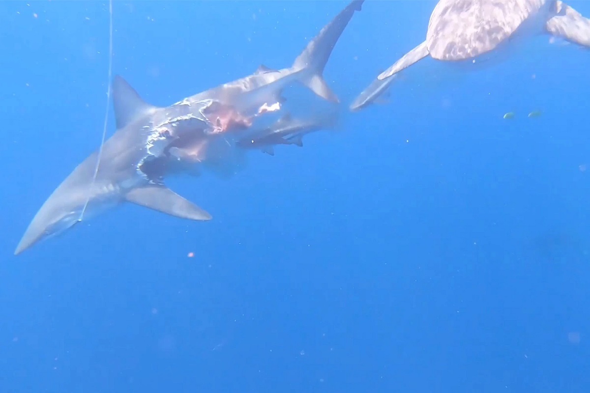 Απίστευτο Βίντεο:  Καρχαρίας εξακολουθεί να κυνηγάει για τροφή παρόλο που του λείπει το μισό του σώμα! - e-Nautilia.gr | Το Ελληνικό Portal για την Ναυτιλία. Τελευταία νέα, άρθρα, Οπτικοακουστικό Υλικό