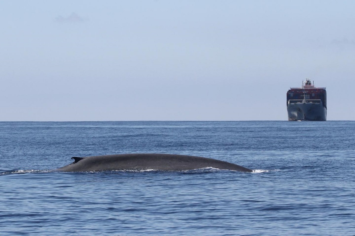 Οι μπλε φάλαινες μπορούν να προστατευθούν εάν οι κύριες ναυτιλιακές διαδρομές των πλοίων αλλάξουν - e-Nautilia.gr | Το Ελληνικό Portal για την Ναυτιλία. Τελευταία νέα, άρθρα, Οπτικοακουστικό Υλικό