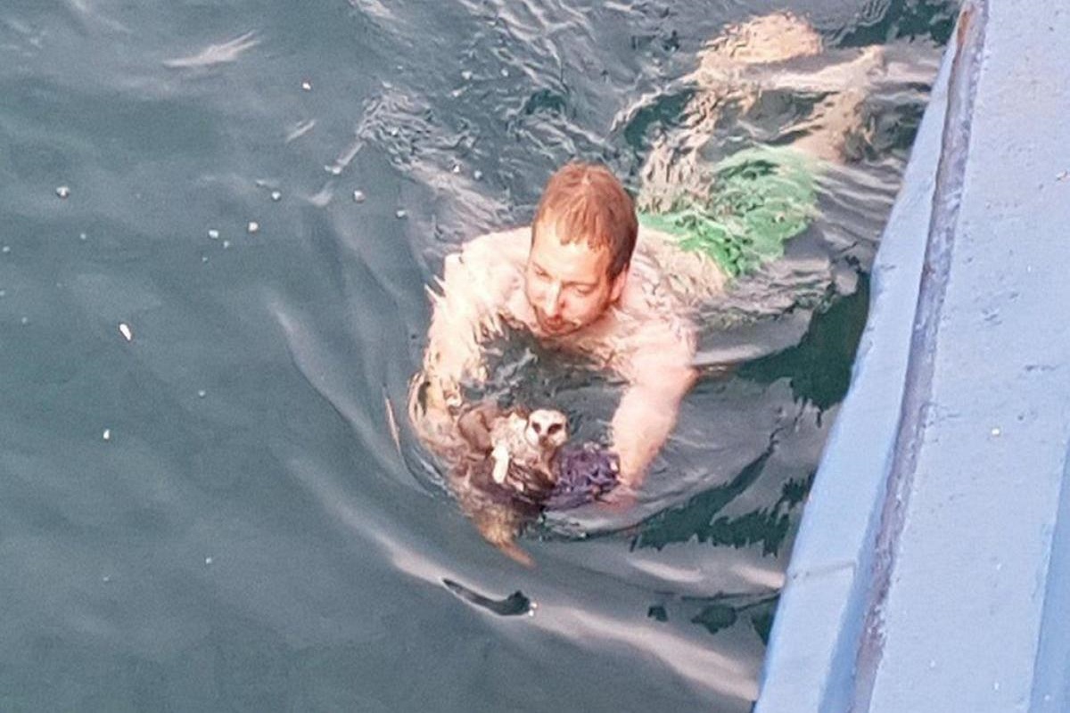 Καπετάνιος πήδηξε στη θάλασσα για να σώσει μια Σουρικάτα που έπεσε από το πλοίο! (photo) - e-Nautilia.gr | Το Ελληνικό Portal για την Ναυτιλία. Τελευταία νέα, άρθρα, Οπτικοακουστικό Υλικό