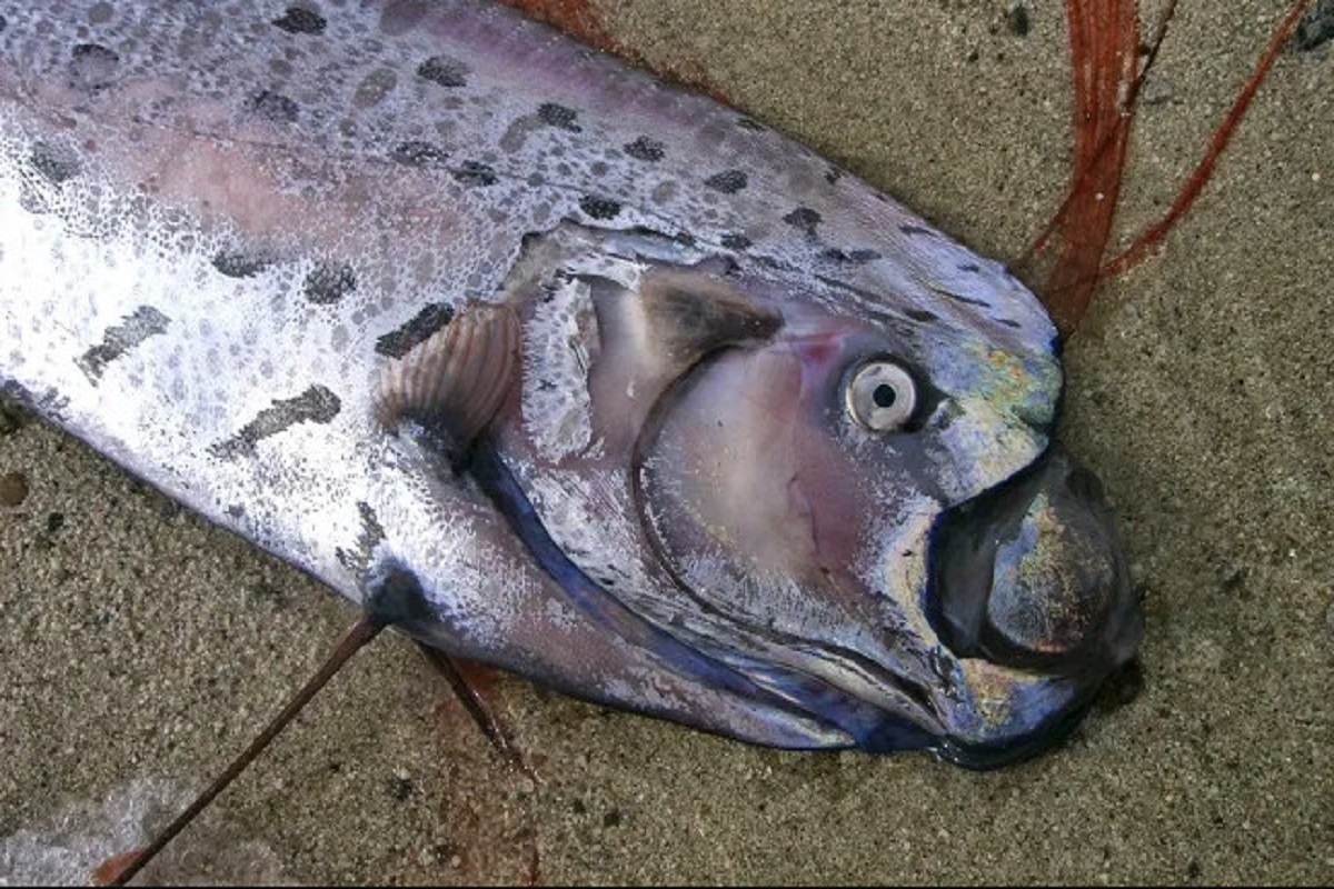Χιλή: Ψάρεψαν τρομακτικό ψάρι 5 μέτρων που ο θρύλος λέει ότι φέρνει σεισμούς (video) - e-Nautilia.gr | Το Ελληνικό Portal για την Ναυτιλία. Τελευταία νέα, άρθρα, Οπτικοακουστικό Υλικό