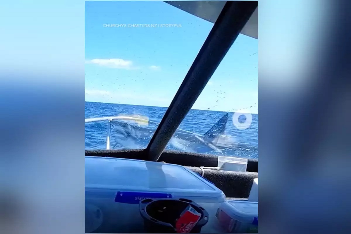 Βίντεο που κόβει την ανάσα – Καρχαρίας «προσγειώθηκε» στην πλώρη σκάφους - e-Nautilia.gr | Το Ελληνικό Portal για την Ναυτιλία. Τελευταία νέα, άρθρα, Οπτικοακουστικό Υλικό