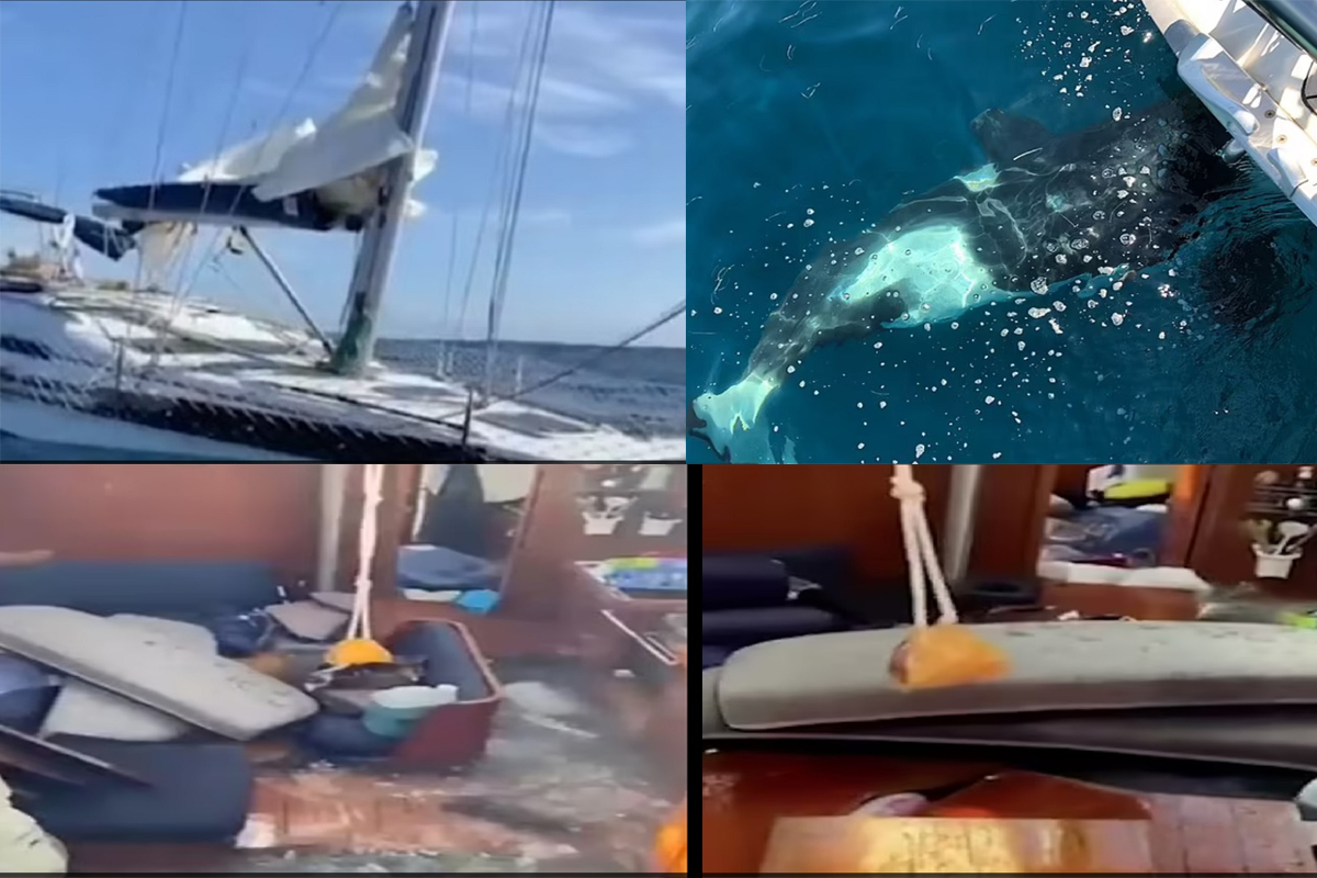 Τρομακτική στιγμή: Φάλαινες επιτέθηκαν και βούλιαξαν ιστιοπλοϊκό σκάφος στον Ατλαντικό!  (Φωτογραφίες) - e-Nautilia.gr | Το Ελληνικό Portal για την Ναυτιλία. Τελευταία νέα, άρθρα, Οπτικοακουστικό Υλικό