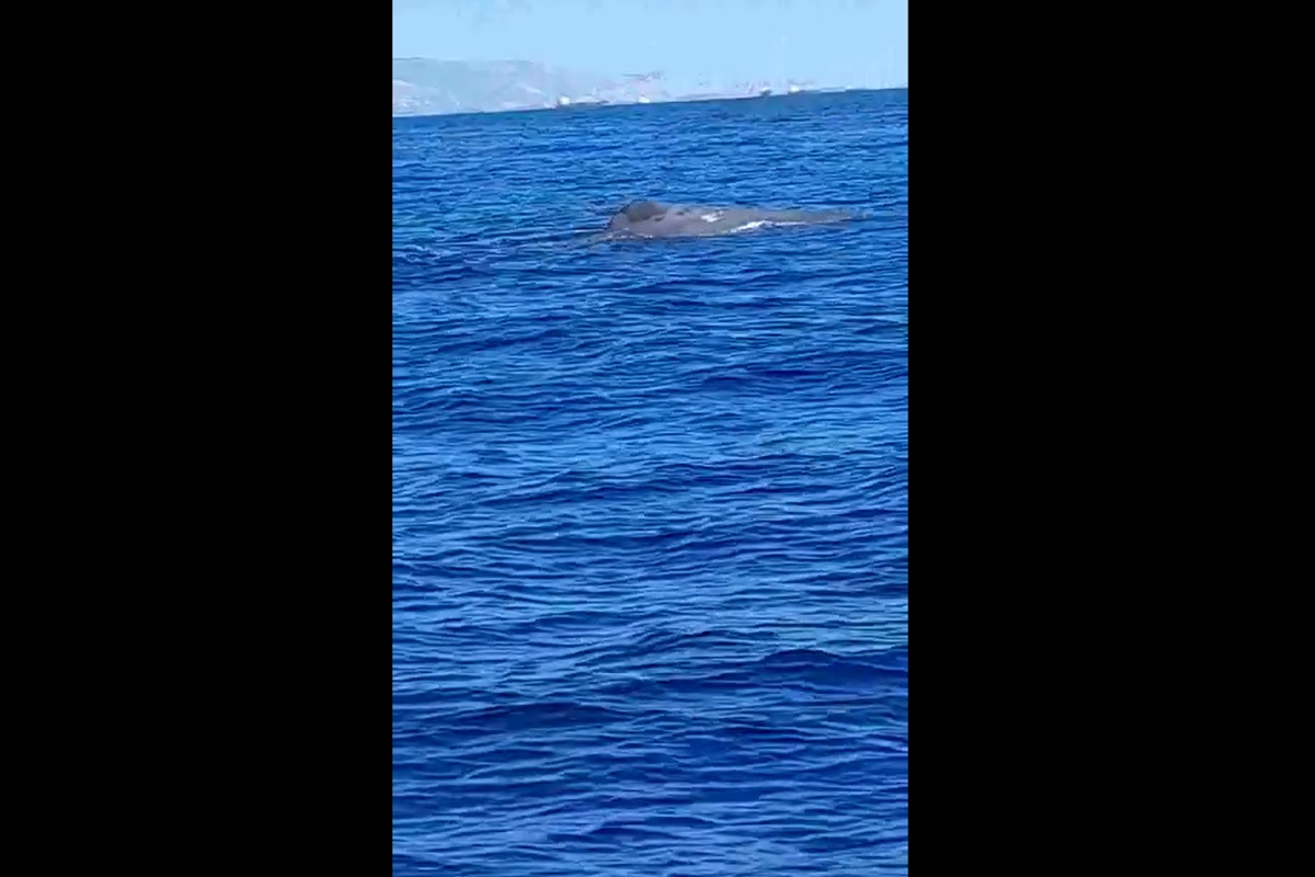 Σπάνιο βίντεο από ερασιτέχνη ψαρά με φάλαινα στον Σαρωνικό κόλπο! - e-Nautilia.gr | Το Ελληνικό Portal για την Ναυτιλία. Τελευταία νέα, άρθρα, Οπτικοακουστικό Υλικό