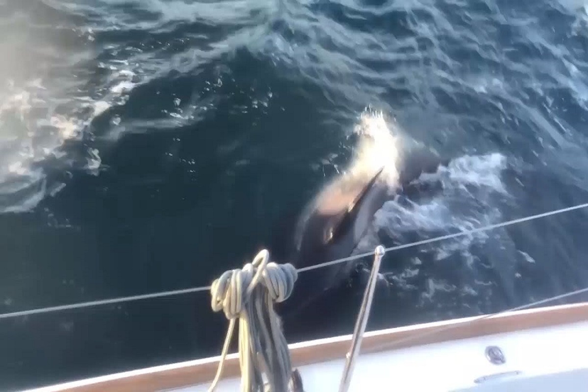 Φάλαινες όρκες επιτέθηκαν σε ιστιοπλοϊκό σκάφος στο στενό του Γιβραλτάρ! - e-Nautilia.gr | Το Ελληνικό Portal για την Ναυτιλία. Τελευταία νέα, άρθρα, Οπτικοακουστικό Υλικό