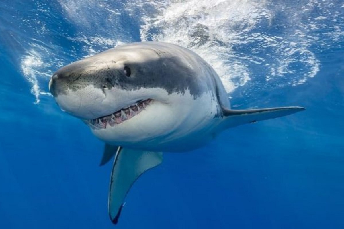 Επιστήμονες εξετάζουν αν οι καρχαρίες έχουν εθιστεί στην κοκαΐνη - e-Nautilia.gr | Το Ελληνικό Portal για την Ναυτιλία. Τελευταία νέα, άρθρα, Οπτικοακουστικό Υλικό