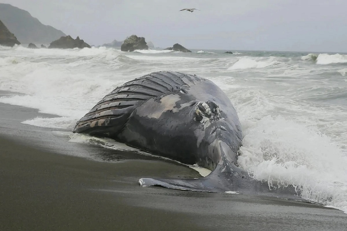 «Πλωτός χρυσός» αξίας 500.000 ευρώ βρέθηκε στο στομάχι φάλαινας στη Λα Πάλμα (photos) - e-Nautilia.gr | Το Ελληνικό Portal για την Ναυτιλία. Τελευταία νέα, άρθρα, Οπτικοακουστικό Υλικό