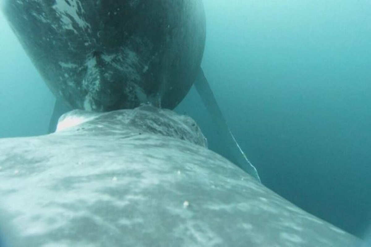 Το μεγαλείο της φύσης σε ένα σπάνιο βίντεο: Μεγάπτερη φάλαινα θηλάζει το μωρό της στα βάθη του Ειρηνικού - e-Nautilia.gr | Το Ελληνικό Portal για την Ναυτιλία. Τελευταία νέα, άρθρα, Οπτικοακουστικό Υλικό