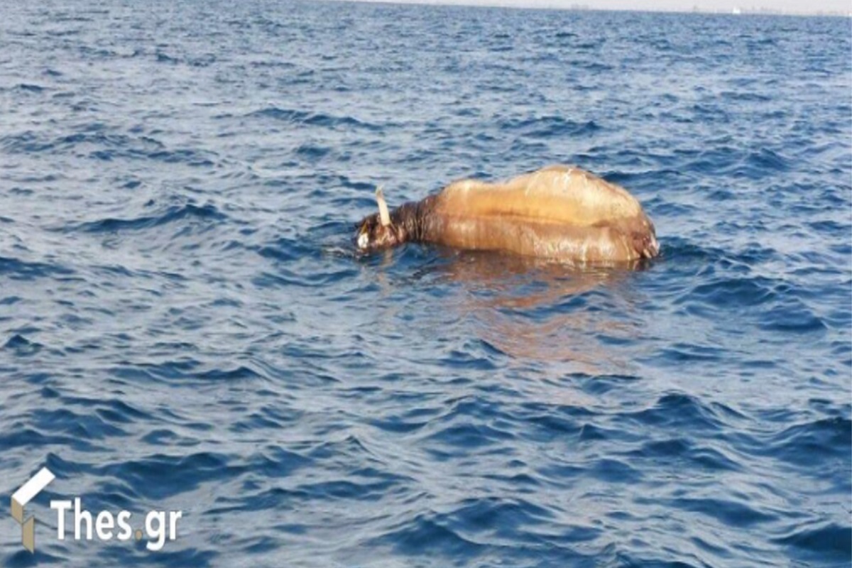 Θερμαϊκός: Ψαράδες εντόπισαν νεκρή αγελάδα να επιπλέει στη θάλασσα - e-Nautilia.gr | Το Ελληνικό Portal για την Ναυτιλία. Τελευταία νέα, άρθρα, Οπτικοακουστικό Υλικό