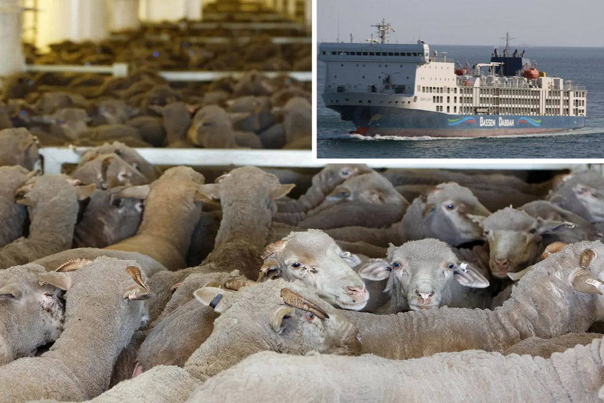16,000 ζώα που μεταφέρει πλοίο μεταφοράς ζώων βρίσκονται εγκλωβισμένα και σε άμεσο κίνδυνο - e-Nautilia.gr | Το Ελληνικό Portal για την Ναυτιλία. Τελευταία νέα, άρθρα, Οπτικοακουστικό Υλικό