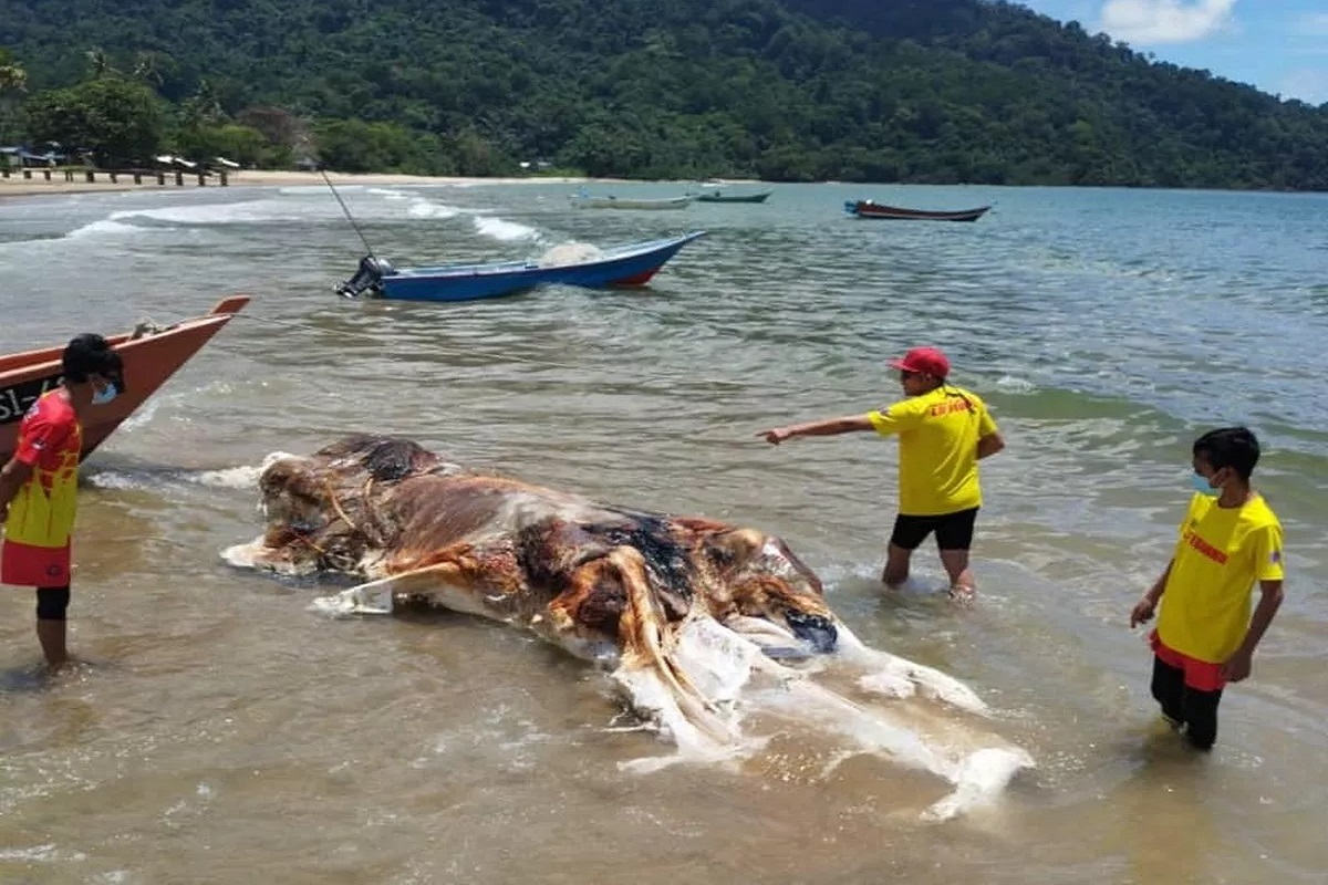 Μυστήριο πλάσμα ξεβράστηκε σε θάλασσα στη Μαλαισία (video) - e-Nautilia.gr | Το Ελληνικό Portal για την Ναυτιλία. Τελευταία νέα, άρθρα, Οπτικοακουστικό Υλικό