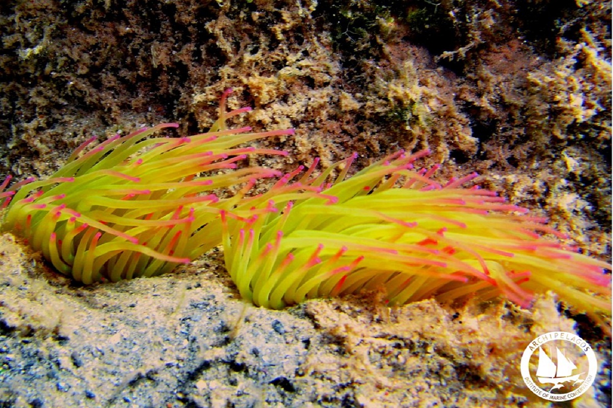 Πράσινη Ανεμώνη – θαλάσσια είδη που πρέπει να γνωρίσουμε… - e-Nautilia.gr | Το Ελληνικό Portal για την Ναυτιλία. Τελευταία νέα, άρθρα, Οπτικοακουστικό Υλικό