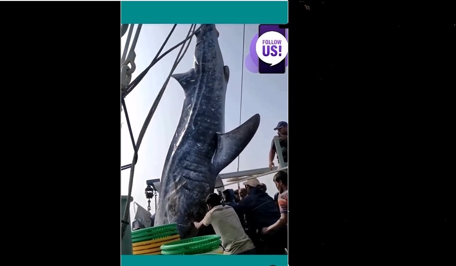 ΒΙΝΤΕΟ: Φαλαινοκαρχαρίας βάρους 18 τόνων καταπλάκωσε και σκότωσε 2 ψαράδες! - e-Nautilia.gr | Το Ελληνικό Portal για την Ναυτιλία. Τελευταία νέα, άρθρα, Οπτικοακουστικό Υλικό