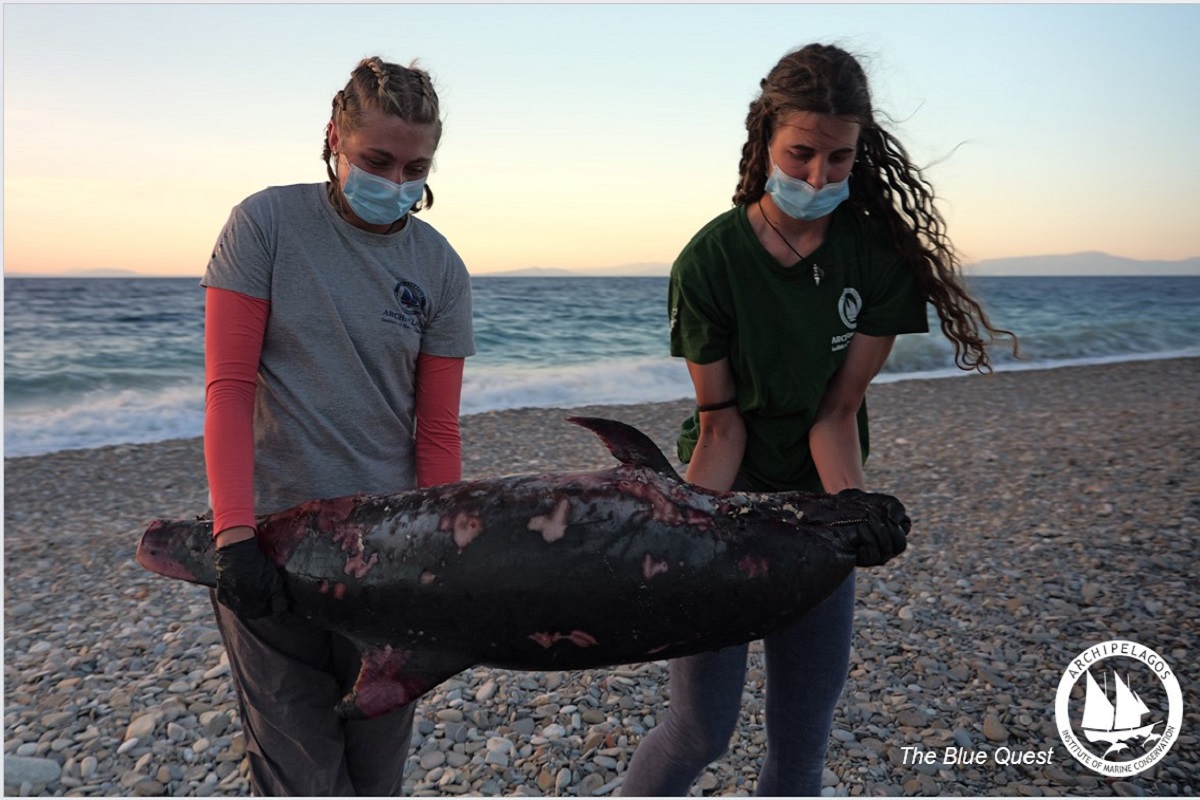 Σκόπιμη θανάτωση δελφινιού στο ΒΑ Αιγαίο - e-Nautilia.gr | Το Ελληνικό Portal για την Ναυτιλία. Τελευταία νέα, άρθρα, Οπτικοακουστικό Υλικό