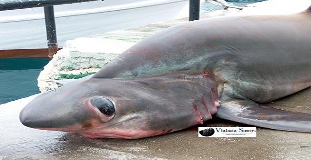 10153847_668486979878405_1228394049_n