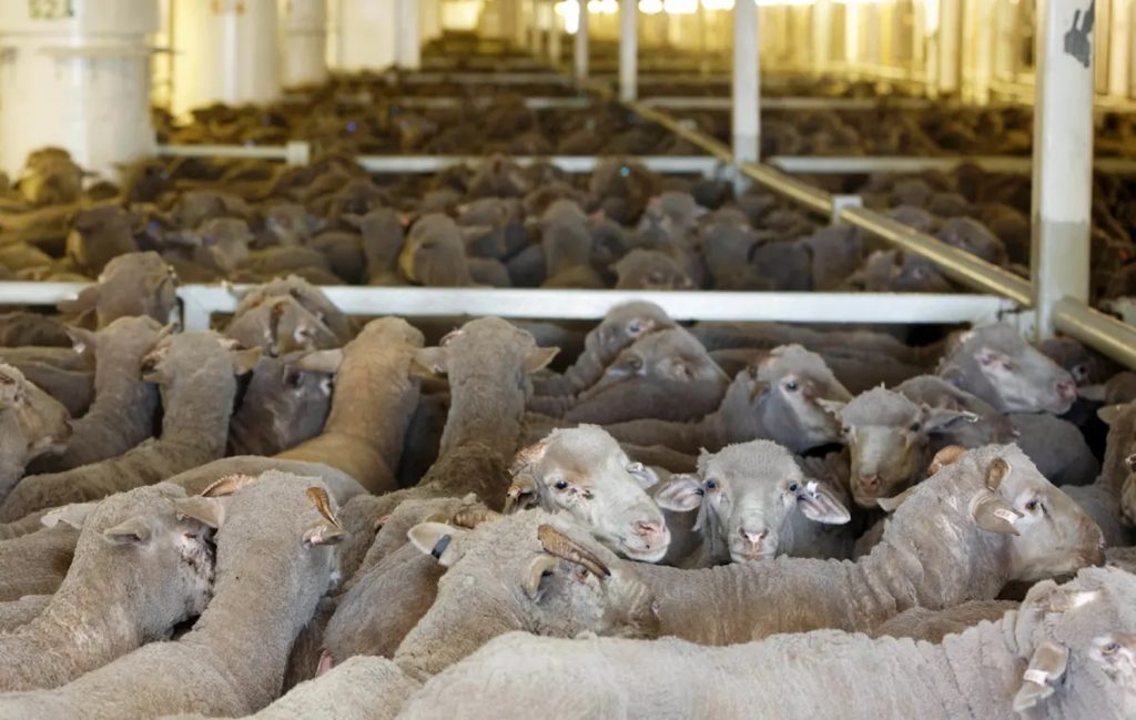 ΜΚΟ Animals International: 200.000 ζώα ενδέχεται να πεθάνουν λόγω του "μποτιλιαρίσματος" στο Σουέζ
