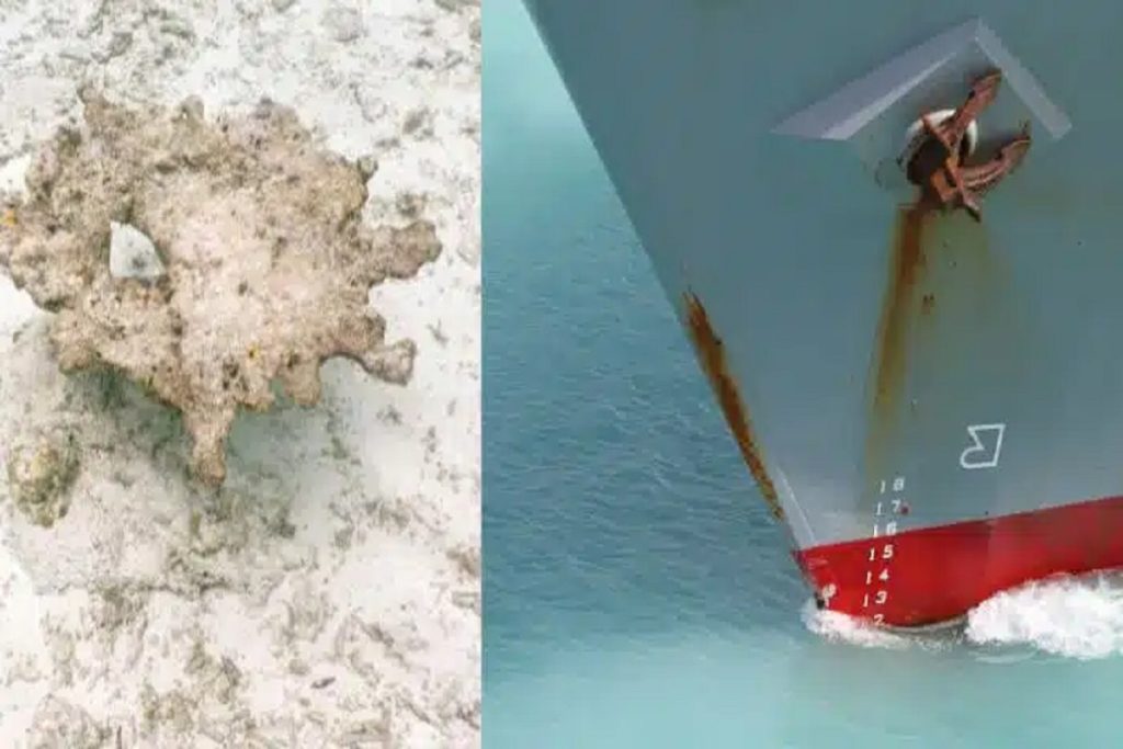 Θανατηφόρα ασθένεια των κοραλλιών στη Φλόριντα και την Καραϊβική εξαπλώνεται μέσω των εμπορικών πλοίων