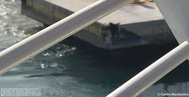 To «Disney Dream» προσέκρουσε σε προβλήτα στις Μπαχάμες [βίντεο+φωτο]