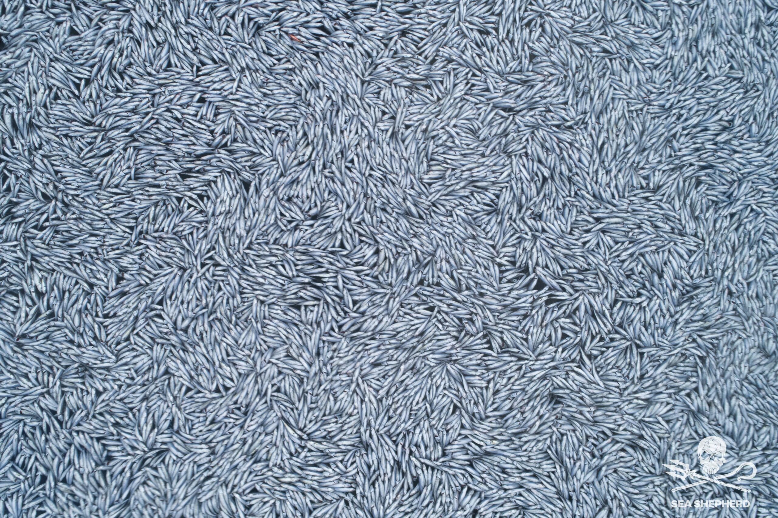 Σοκαριστικές εικόνες: 100,000 νεκρά ψάρια έριξε στον Ατλαντικό η δεύτερη μεγαλύτερη μηχανότρατα στον κόσμο FV Margiris