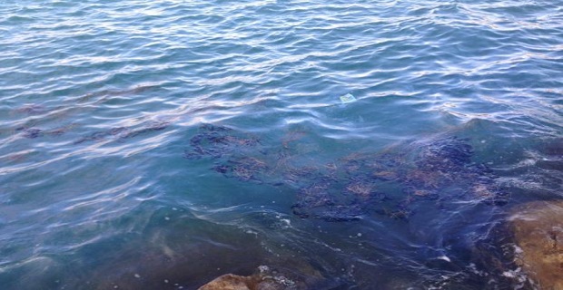 Πετρελαιοκηλίδα από τούρκικο πλοίο σε Αλβανικό νησί Oil_Spill_Zvernec2