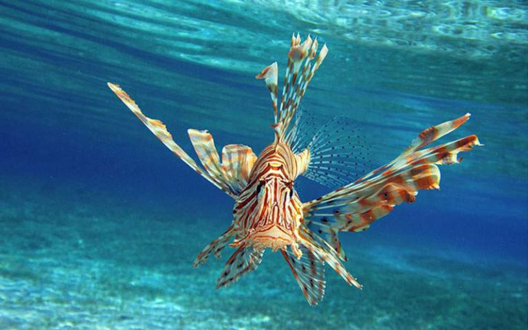 Πως επηρεάζει το λεοντόψαρο τις θάλασσες και τον κόσμο μας