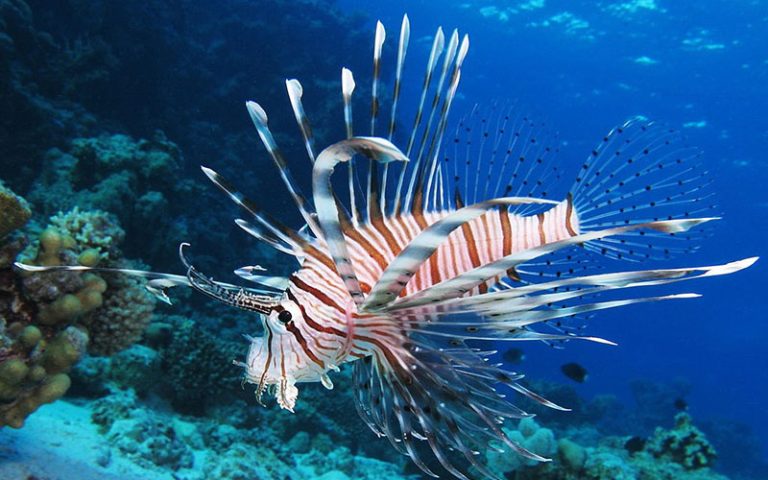 Πως επηρεάζει το λεοντόψαρο τις θάλασσες και τον κόσμο μας