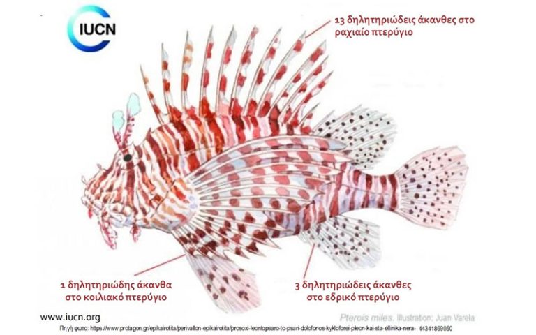 Πως επηρεάζει το λεοντόψαρο τις θάλασσες και τον κόσμο μας