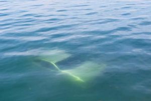 aftonikito_thalassa-1200x924-1