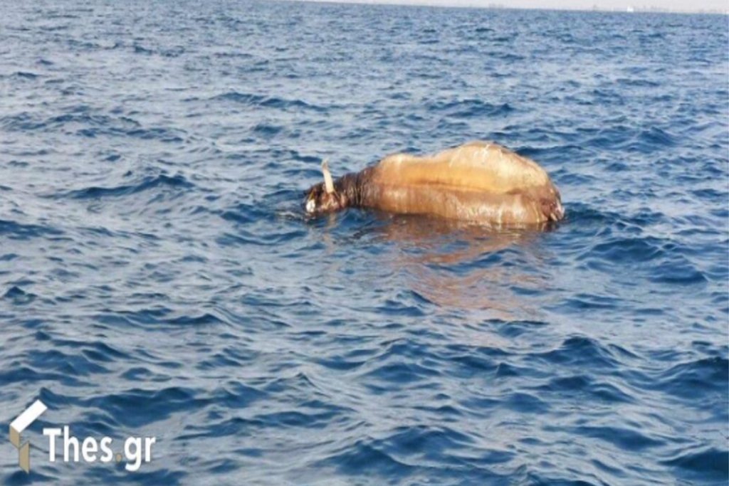 Θερμαϊκός: Ψαράδες εντόπισαν νεκρή αγελάδα να επιπλέει στη θάλασσα