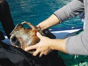 alieutiko-psarepse-amforeis