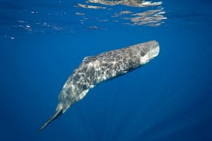 allages_poreies_ploiwn_gia_ths_falaines