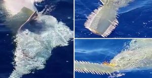 allokoto_eidos_xifia_