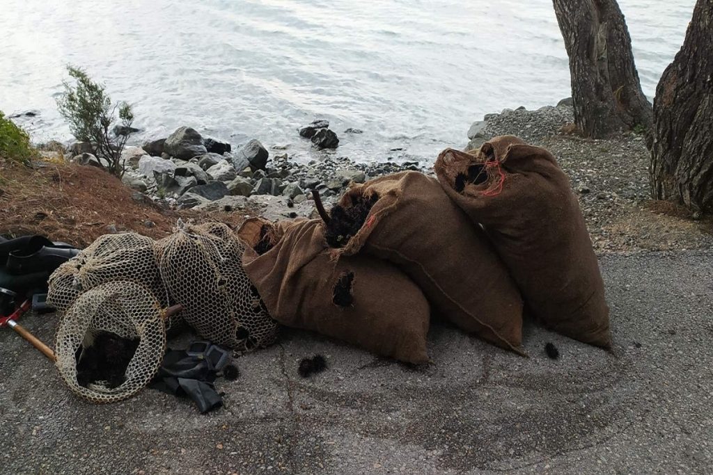 Στα «δίχτυα» των Λιμενικών Χαλκίδας, αλιείς με 2.500 αχινούς