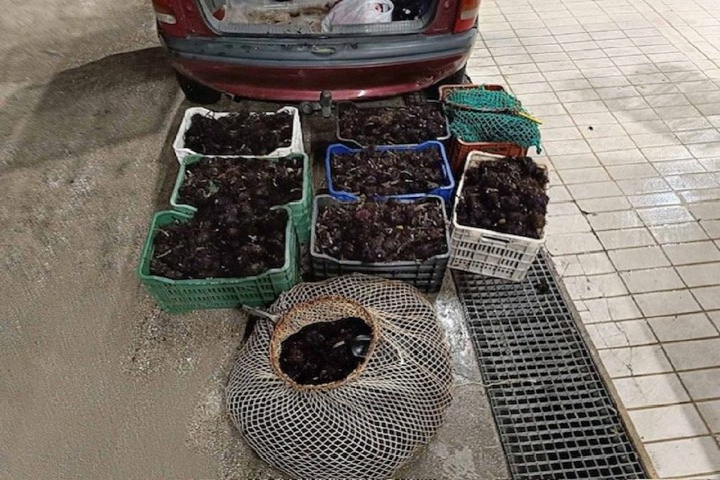 Σύλληψη ατόμων για παράνομη αλιεία αχινών στην Καβάλα