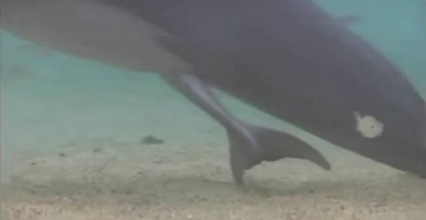 Το βίντεο που σαρώνει το ίντερνετ:Η "μαγική" στιγμή για ένα δελφίνι όταν γεννάει το μικρό του