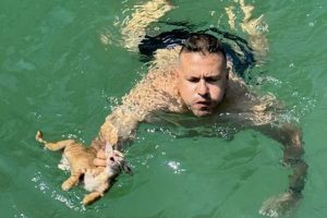 diasosi_nautikos_gataki_