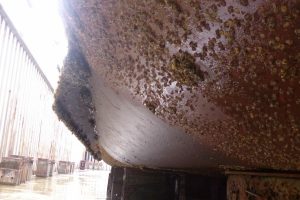 diaxeirish_biofouling