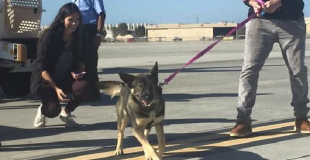 Σκύλος έπεσε στην θάλασσα από αλιευτικό και βρέθηκε μετά από 5 εβδομάδες! dog_survivor