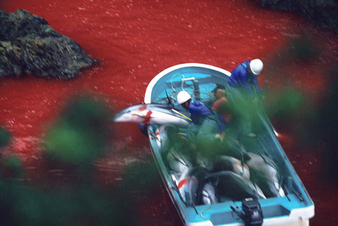 dolphin_slaughter_taiji_japan_the_cove_brooke_mcdonald_211