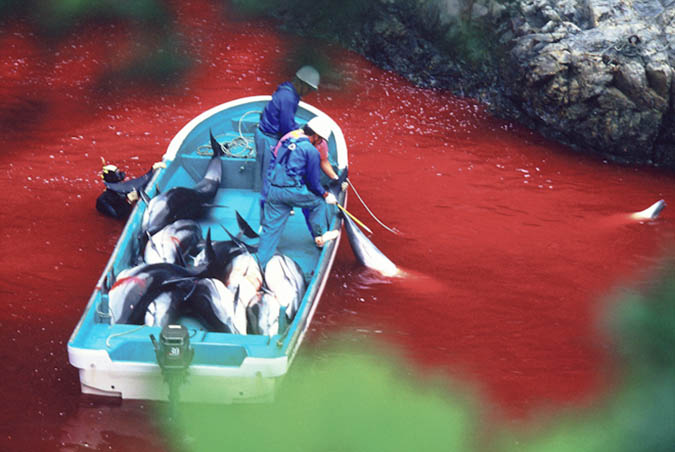 dolphin_slaughter_taiji_japan_the_cove_brooke_mcdonald_22