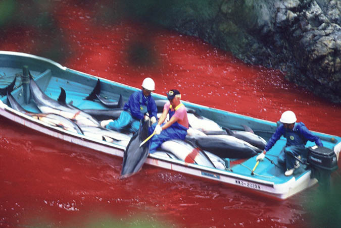 dolphin_slaughter_taiji_japan_the_cove_brooke_mcdonald_23