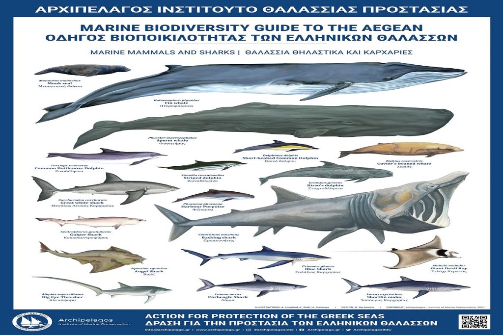 Εάν δεν γνωρίσουμε τις θάλασσές μας και το μοναδικό τους πλούτο, είναι αδύνατον να τις διαχειριστούμε και να τις προστατέψουμε!